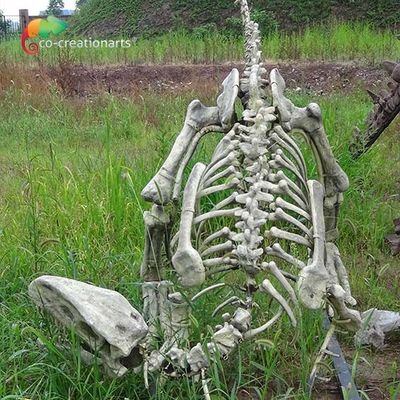 좋은 가격 박물관 전시를 위한 섬유 유리 실제 크기 가소사우루스 공룡 골자 복제물 온라인으로