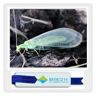 주문 무적 인 놀이 공원 오락 을 위한 다채로운 로봇 곤충 online manufacture